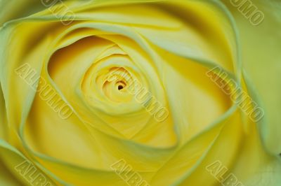 yellow rose