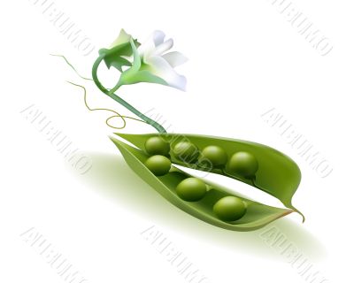 pod peas with a flower