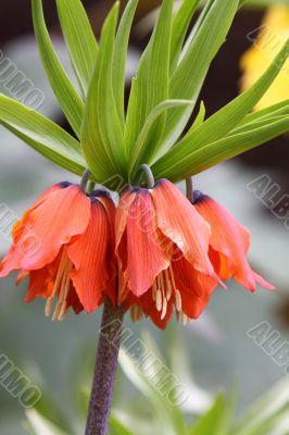 Fritillaria imperialis (Crown Imperial)
