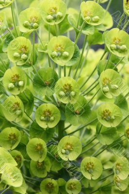 Euphorbia