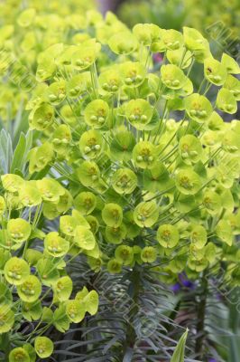 Euphorbia