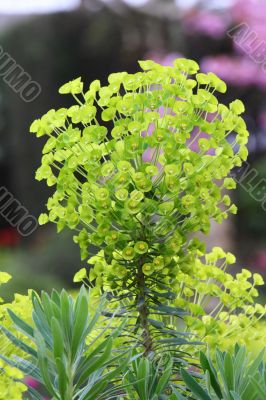 Euphorbia