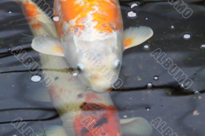 Koi carp