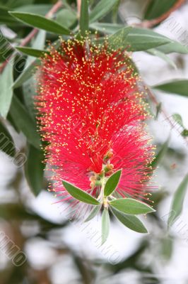 Callistemon 