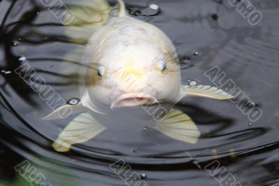 koi carp