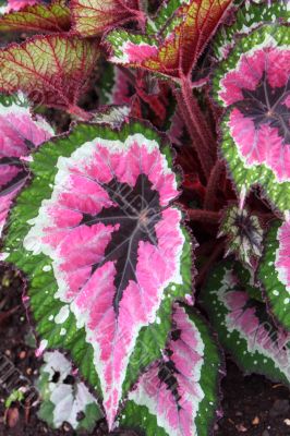 Begonia begoniaceae