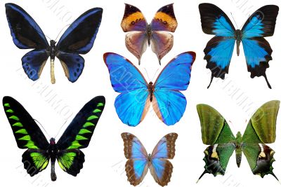 several butterflies