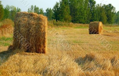 Haymaking in August