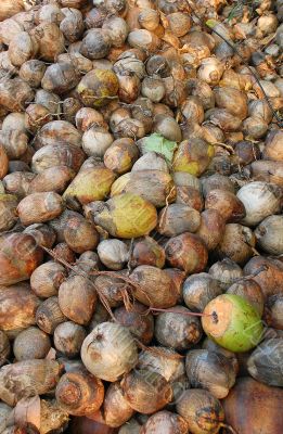 Pile of Coconut Shells
