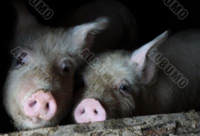 Two Pigs in the Pen