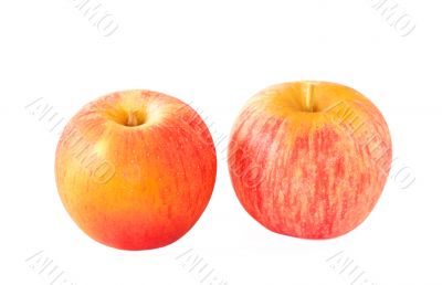 Ripe organic apples