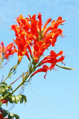 Cape Honey Melianthus flowers