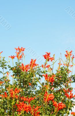 Cape Honey Melianthus flowers