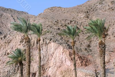 Palm Trees and Mountains in Eilat