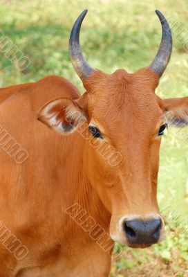 Portrait of the Sacred Cow