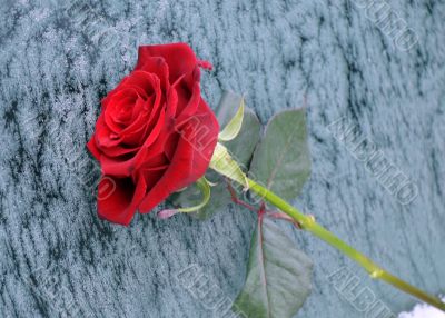 Red Rose in the Winter