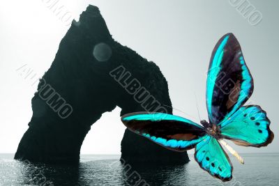 blue butterfly on  seaborne 
