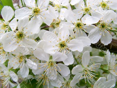 The Flowering tree.