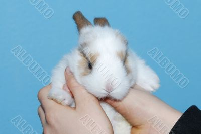brown baby bunny