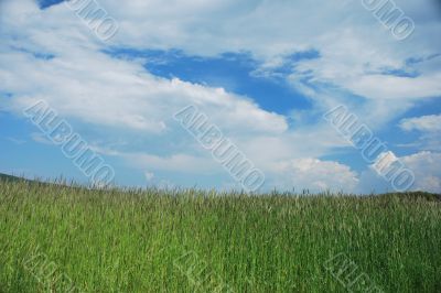 high field