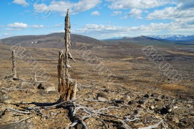 The dead trees