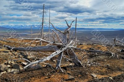 The dead tree