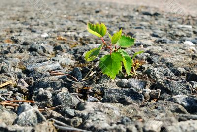 Growing Green Plant