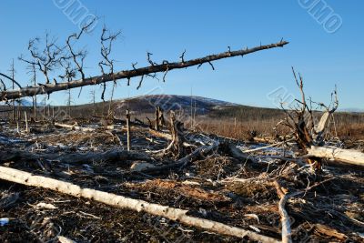 The dead trees