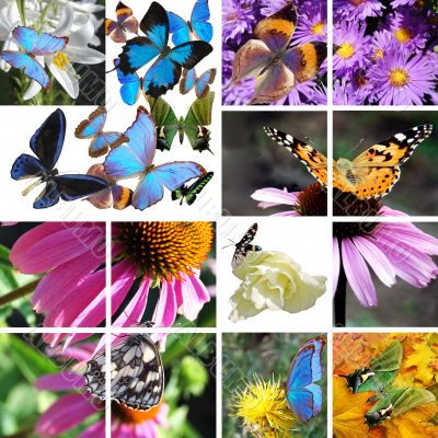 collage  of butterflies