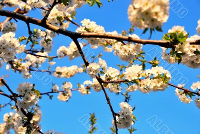 white cherry blossoms