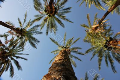 palm and blue sky