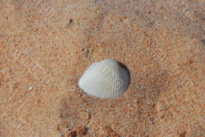 white shell