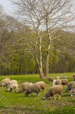 Flock of sheep grazing