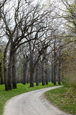 Walkway between trees