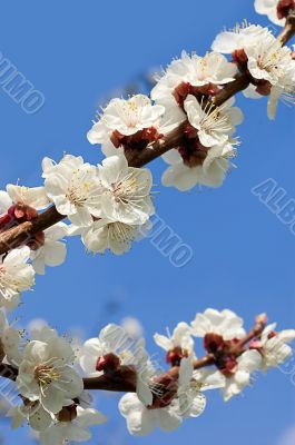 Cherry blossoms