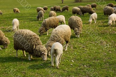Flock of sheep grazing