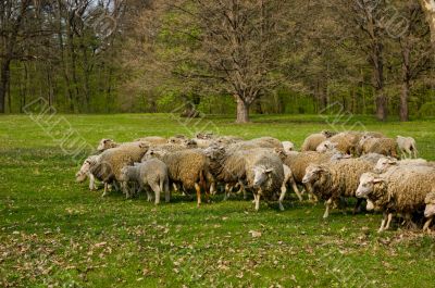 Flock of sheep grazing