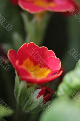 Red Flower