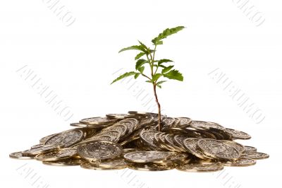 Coins and Plant