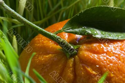 Orange Tangerine