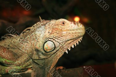 Iguana