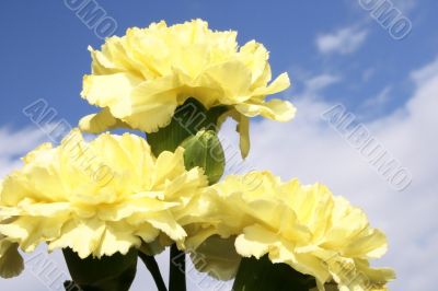 Yellow carnations