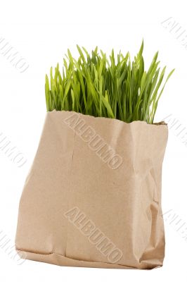 Organic Wheat Grass