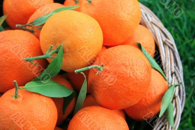 Tangerines