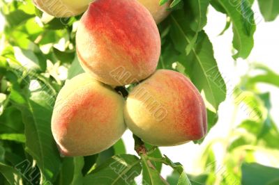 Peach tree