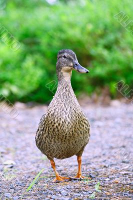 Female Mallard Duck