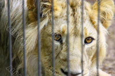 Lion in the Zoo