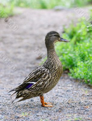 Female Mallard Duck