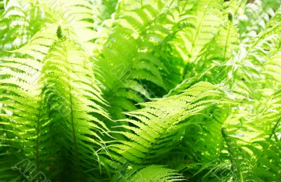 Fresh green leaves