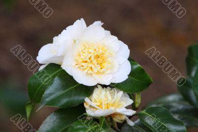 Camellia